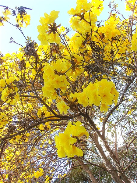 147-Дерево с желтыми цветами
